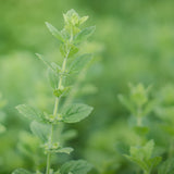 LEMON BALM ORGANIC TINCTURE 100 ML CLEF DES CHAMPS