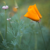 CALIFORNIA POPPY ORGANIC TINCTURE 50 ML CLEF DES CHAMPS